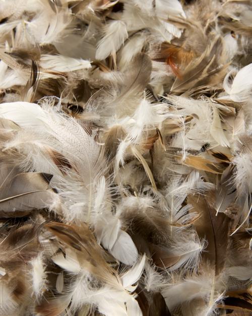 Pillow Insert - Gallery Image #3